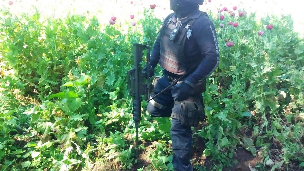 Policía Federal destruye dos sembradíos con 3 millones de amapolas - IMG-20160120-WA056-1024x576