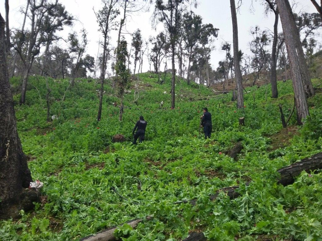 Policía Federal destruye dos sembradíos con 3 millones de amapolas - IMG-20160120-WA058-1024x768