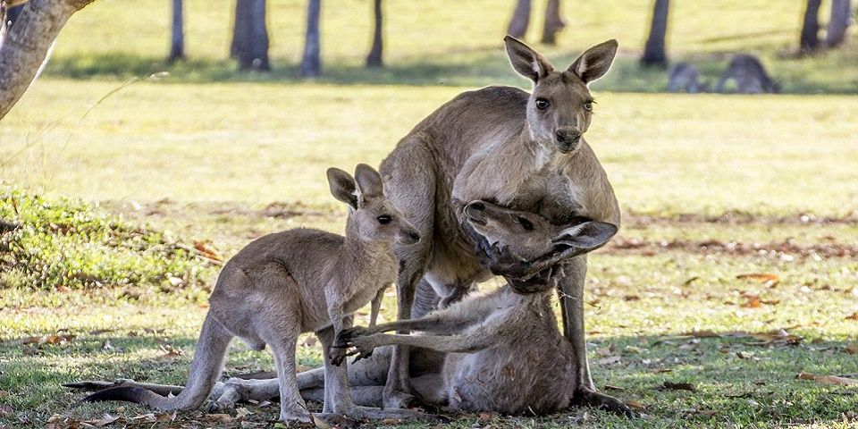 Conmovedoras imágenes de una madre canguro viendo a su hijo por última vez