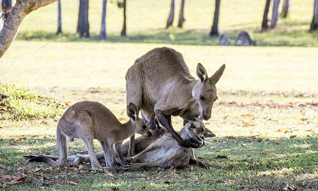 Conmovedoras imágenes de una madre canguro viendo a su hijo por última vez - Kangaroo1-1024x614