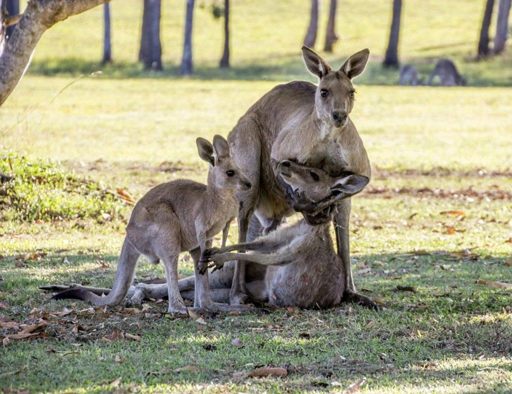 Conmovedoras imágenes de una madre canguro viendo a su hijo por última vez - Kangaroo2-1024x789