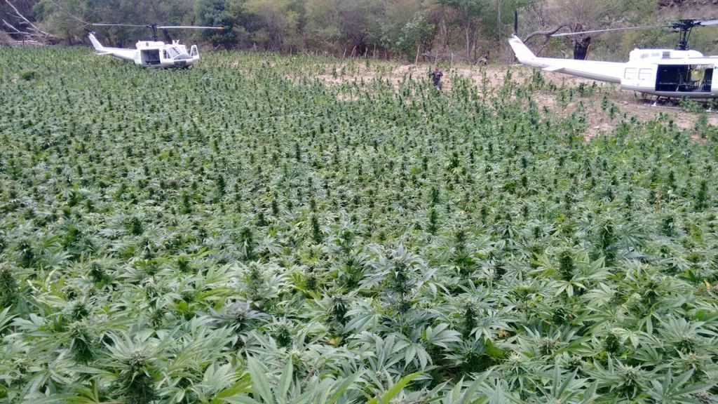 Localiza PGR cuatro plantíos de amapola y mariguana en Nayarit - La-Yesca-Nayarit-2-1024x576