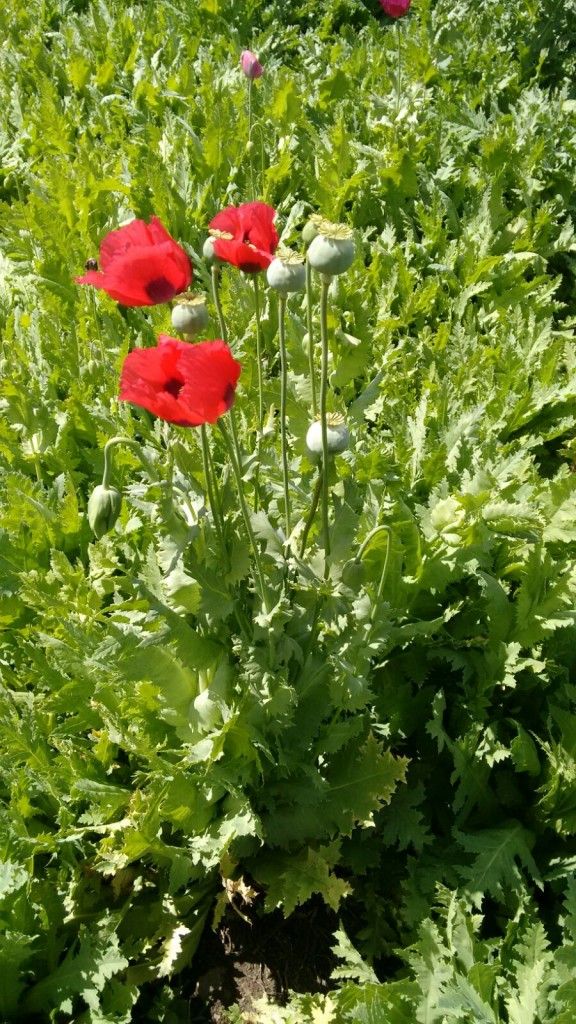Localiza PGR cuatro plantíos de amapola y mariguana en Nayarit - La-Yesca-Nayarit-3-576x1024