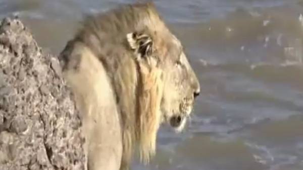 Video: león salta al mar para lograr su libertad