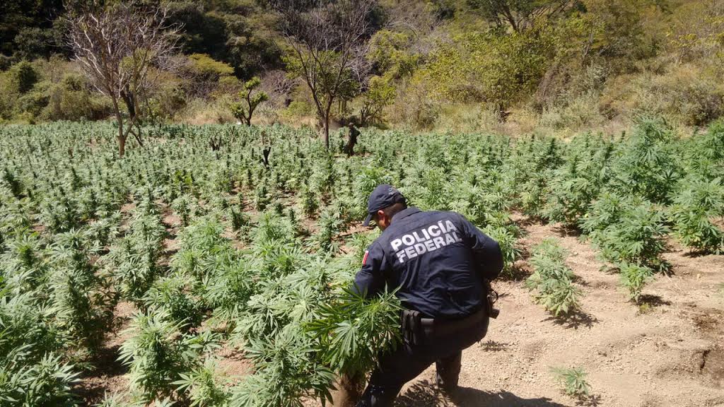 PF destruye más de 22 mil metros cuadrados de mariguana en Nayarit