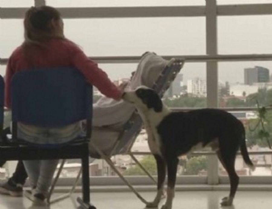 El perro que espera a su dueño muerto en el hospital - Pirata