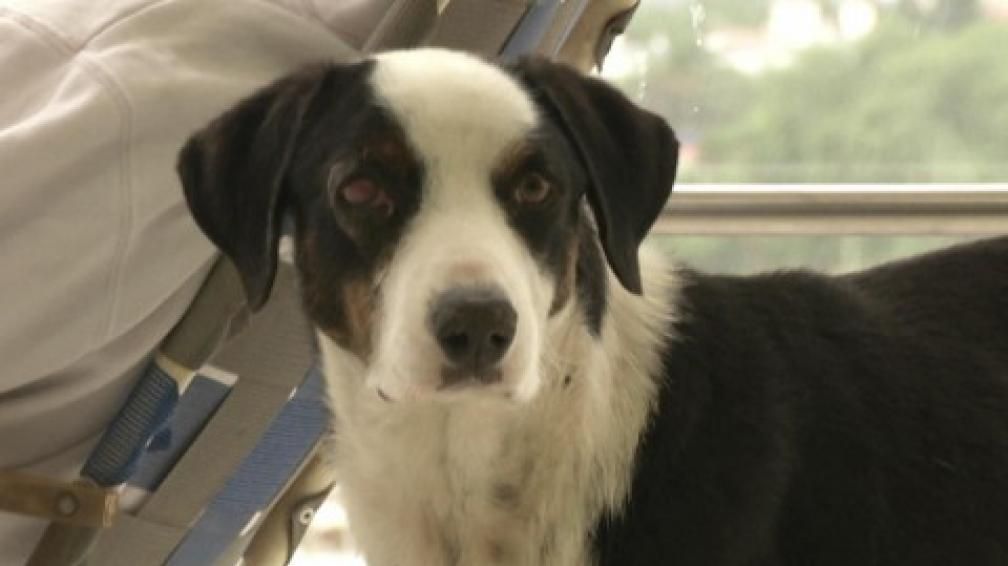 El perro que espera a su dueño muerto en el hospital - Pirata2