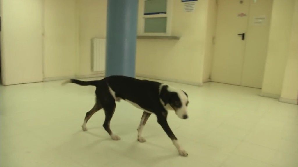 El perro que espera a su dueño muerto en el hospital - Pirata5-1024x576