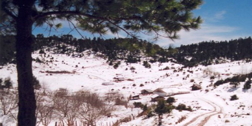 Declaran municipio de Badiraguato en emergencia por heladas