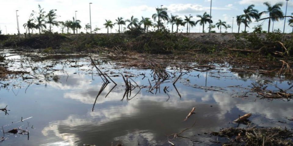FONATUR deberá rescatar flora y fauna de Tajamar