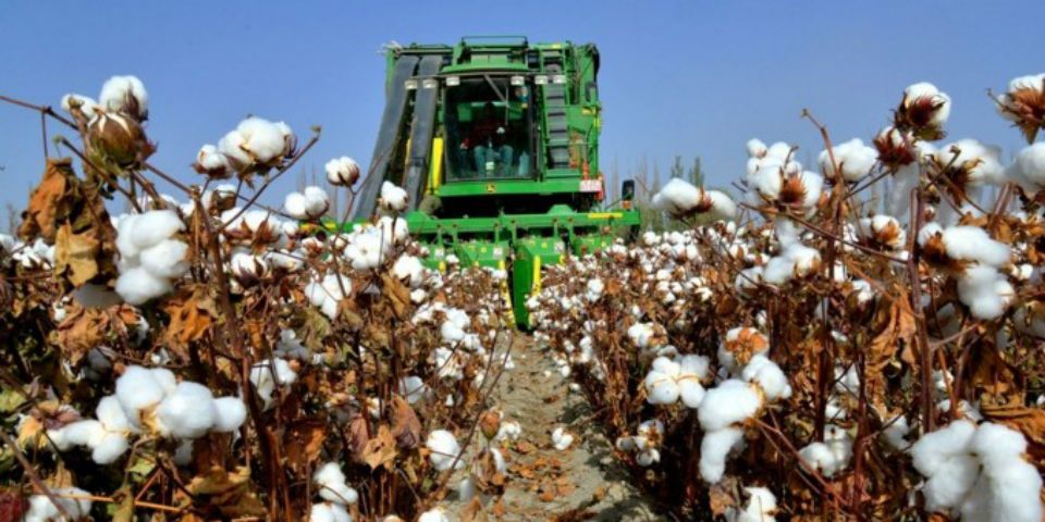 Pétalos de flor de algodón podrían ayudar en tratamiento Alzheimer Pétalos de flor de algodón podrían ayudar en tratamiento Alzheimer