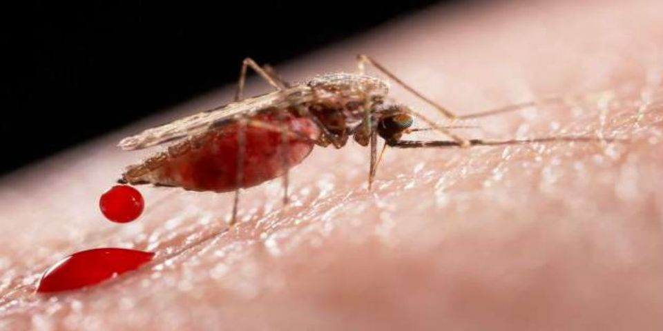 Las 10 preguntas básicas sobre el virus del Zika Las 10 preguntas básicas sobre el virus del Zika