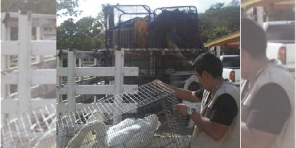 Inmuebles y objetos decomisados al Cártel de Sinaloa - aves-exoticas-chapo