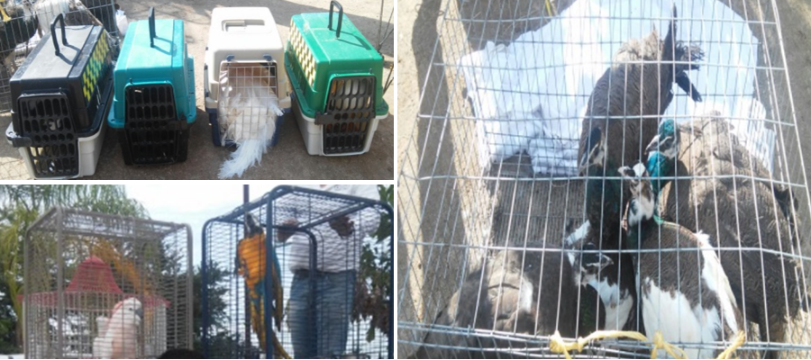 Inmuebles y objetos decomisados al Cártel de Sinaloa - aves-exoticas-chapo