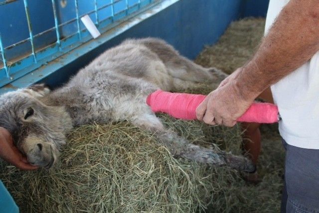 Asno abraza a quien le salvó la vida