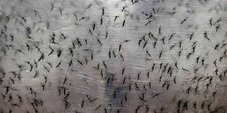 SSA confirma 34 casos de Zika en México SSA confirma 34 casos de Zika en México