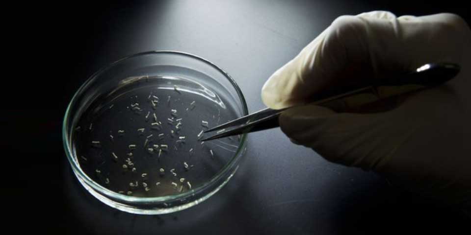 SSA confirma 34 casos de Zika en México - virus-zika