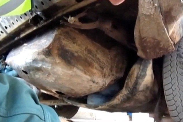 Increíbles escondites de los inmigrantes que intentan ingresar a España - 3116005400000578-3442046-The_knees_of_a_migrant_attempting_to_enter_Spanish_territory_can-a-118_1455198619332