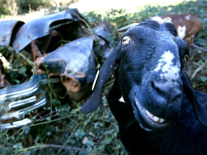Despiden a cabras jardineras en Oregon - 635803669742206145-SAL-Goats-1