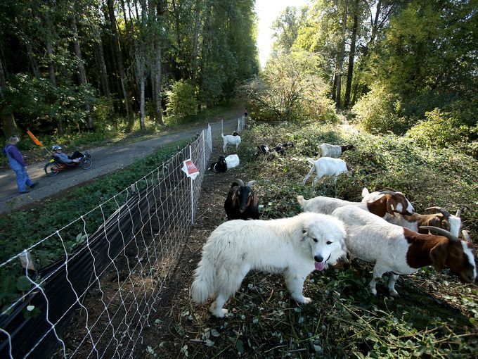 Despiden a cabras jardineras en Oregon - 635803669746106220-SAL-Goats-2