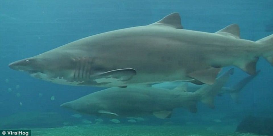 Video: terror en acuario de Sudáfrica