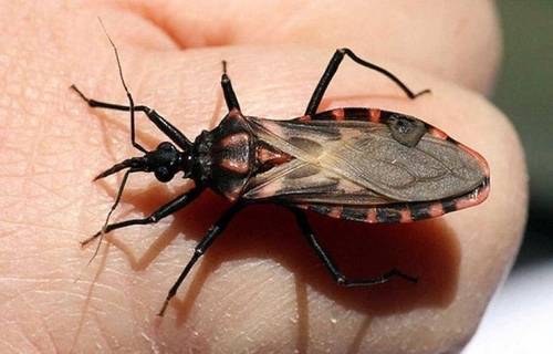 Crean bioinsecticida contra chinches en Puebla - Chinche-besucona