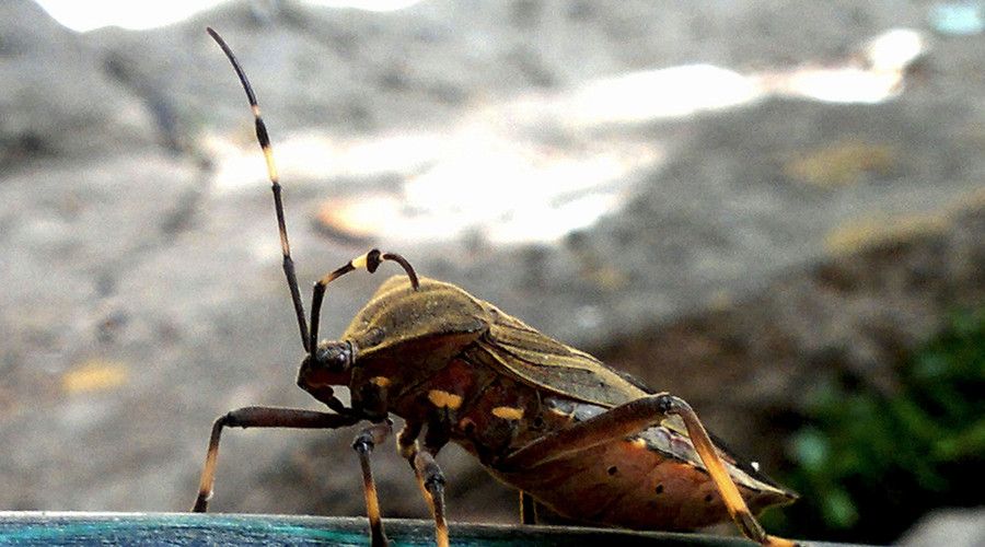 Crean bioinsecticida contra chinches en Puebla Crean bioinsecticida contra chinches en Puebla