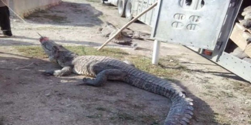 Profepa multará a empresa en Quintana Roo por muerte de 124 cocodrilos