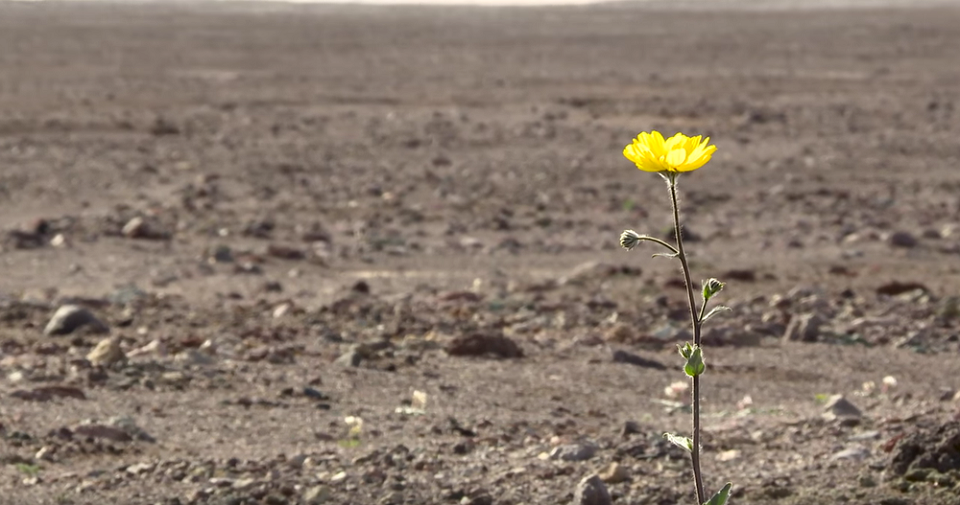 Brotan flores amarillas en el lugar más seco de Estados Unidos