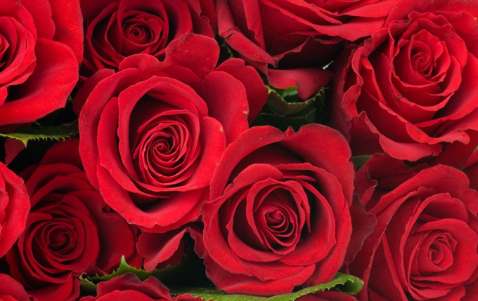 Prohibirán entrada de flores mexicanas a Texas