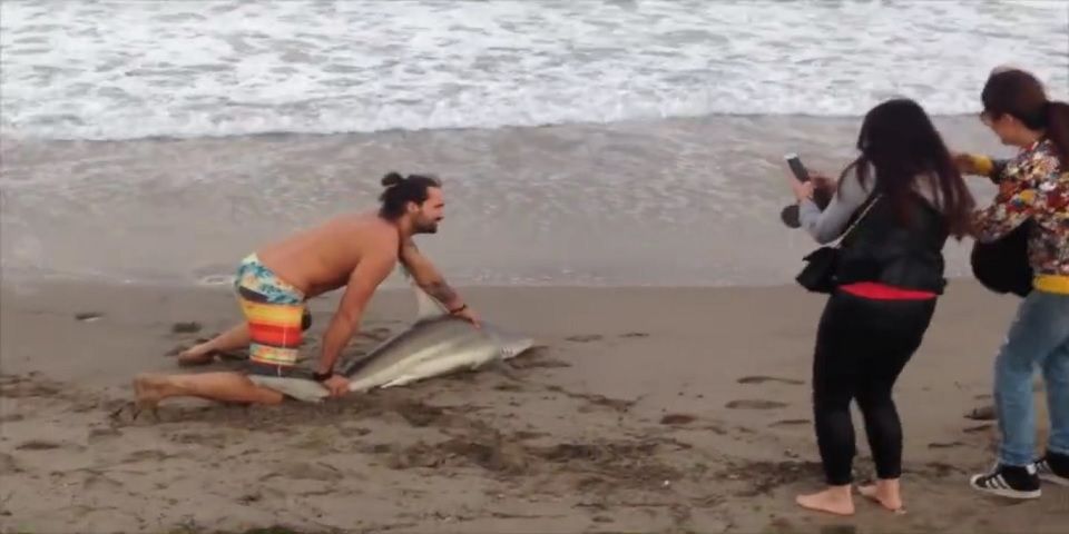 Video: turista saca del agua a tiburón para tomarse una foto Video: turista saca del agua a tiburón para tomarse una foto