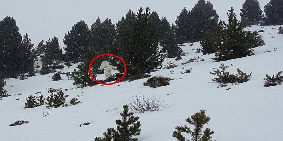 Video: detectan ‘hombre de las nieves’ en España