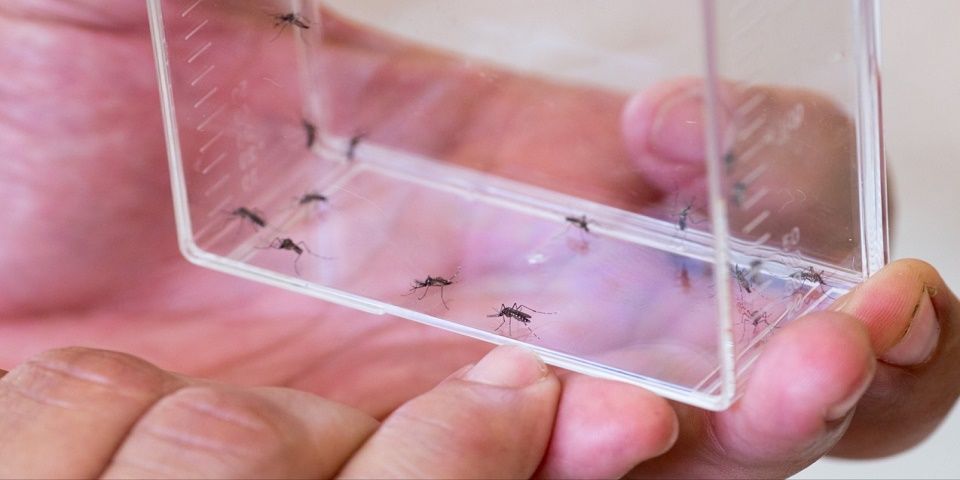 Suman 121 casos de Zika en el país