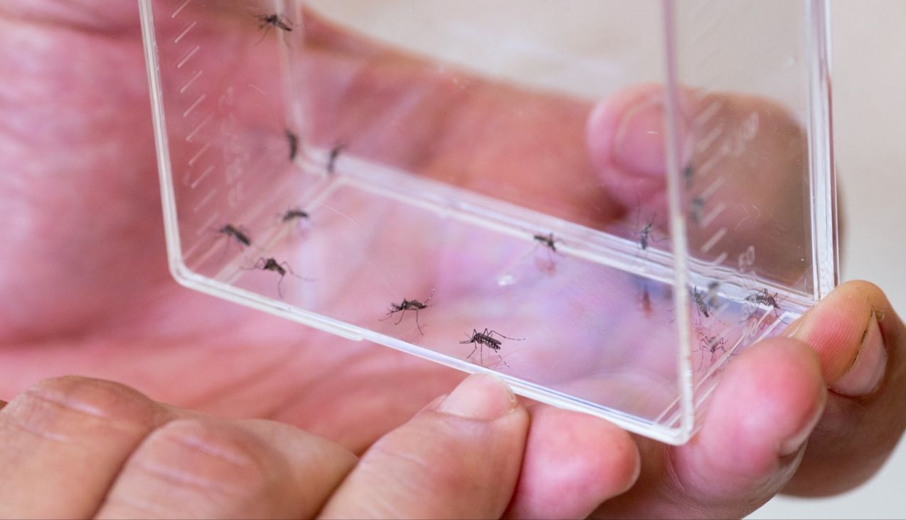 Zika podría infectar a uno de cada cinco puertorriqueños - Puerto-Rico-Zika-4