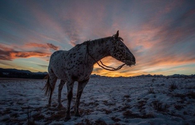 La mirada de Lubezki en 'El Renacido' - Screenshot_30-5