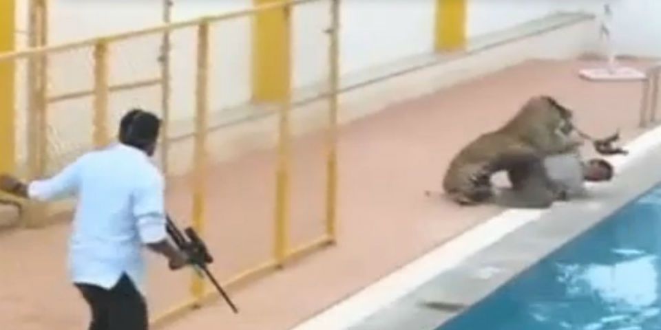 Leopardo entra a escuela en India, deja seis lesionados Leopardo entra a escuela en India, deja seis lesionados