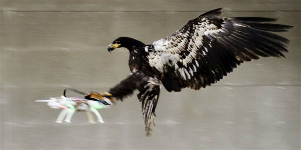 Video: entrenan aves para atrapar drones Video: entrenan aves para atrapar drones