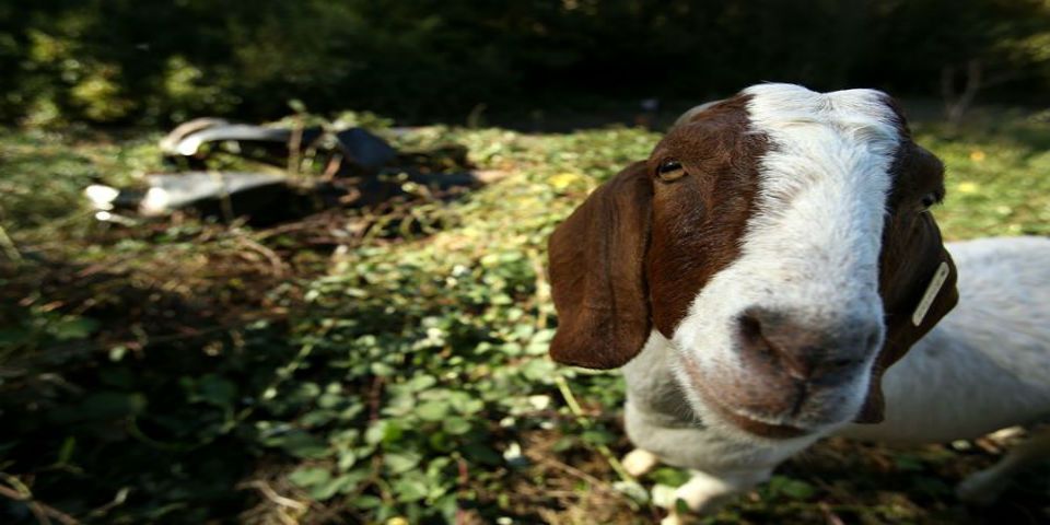 Despiden a cabras jardineras en Oregon