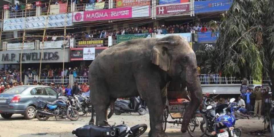 Video: elefanta provoca caos y destrozos en India