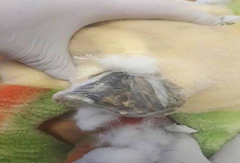 PF asegura droga oculta en rana de peluche - figura-confeccionada-forma-oculta-droga_MILIMA20160226_0242_11