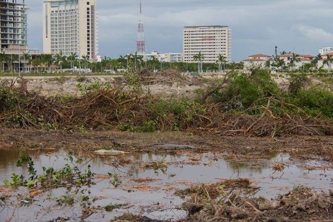 Juzgado dicta suspensión definitiva a obras en manglar Tajamar