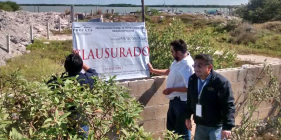 Clausura PROFEPA predios por daños a mangle en Yucatán
