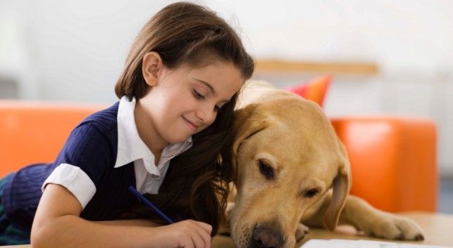Exigen a senadores una tutoría responsable sobre los animales