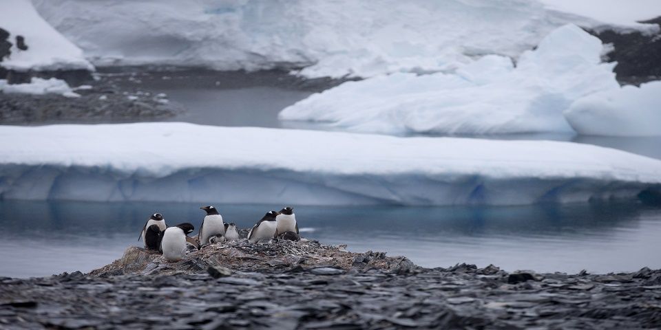 Iceberg causa muerte de 150 mil pingüinos en la Antártida
