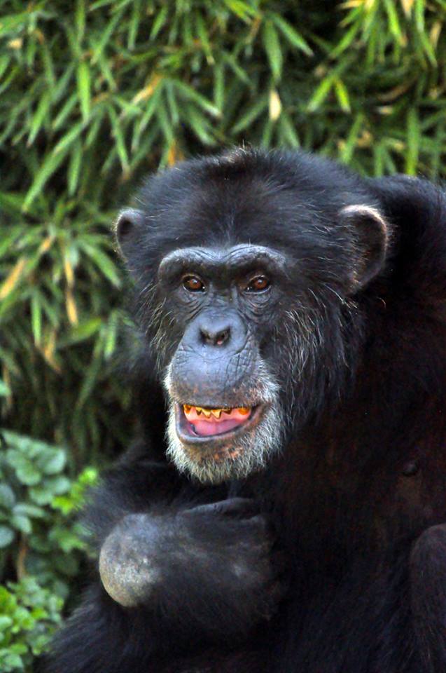 Muere chimpancé en Zoológico de Chapultepec - 12884563_10208913486216688_862826244_n