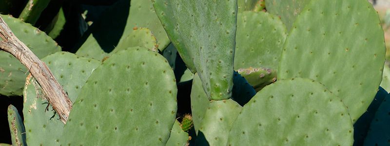 Investigan propiedades del nopal para combatir la diabetes