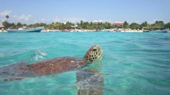 Establecen área de refugio natural en la Riviera Maya