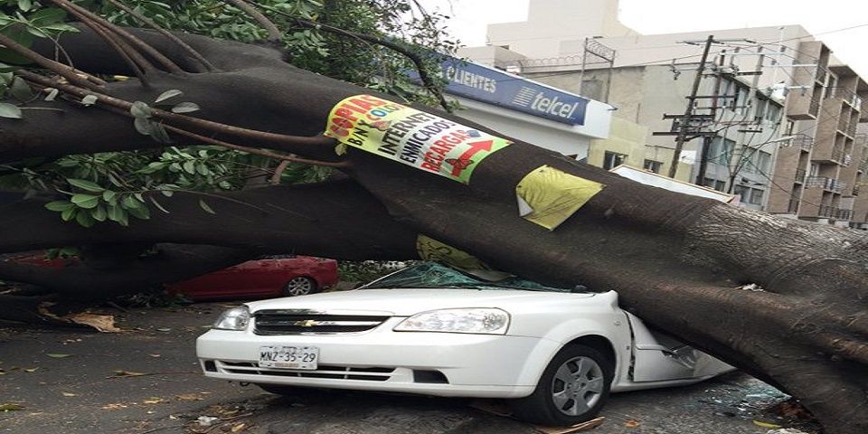 Caen árboles por fuertes vientos en la Ciudad de México