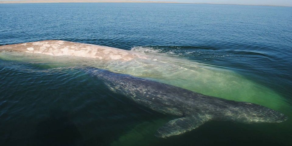 Avistan ballena gris albina en costas del Pacífico mexicano