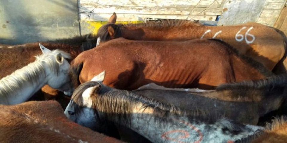 Detienen a seis hombres por transportar 36 caballos muertos en Iztapalapa